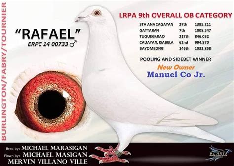 mavc pigeon|Bulacan.